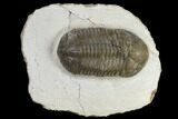 Bargain, Struveaspis Trilobite - Jorf, Morocco #119628-1